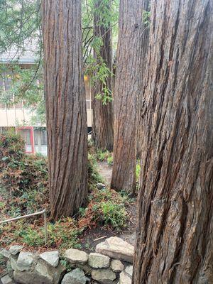 Redwoods Presbyterian Church