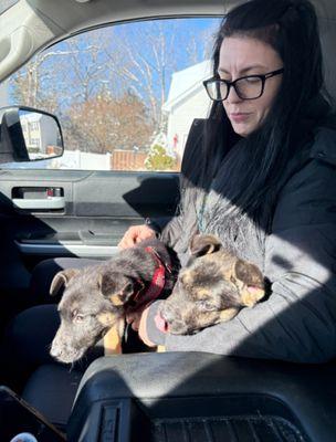 Best Buddy Dog Trainer