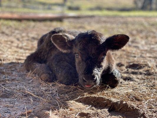calf laying in a pasture