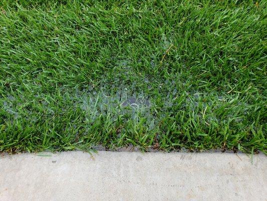 Stay Green and Clean Landscapers