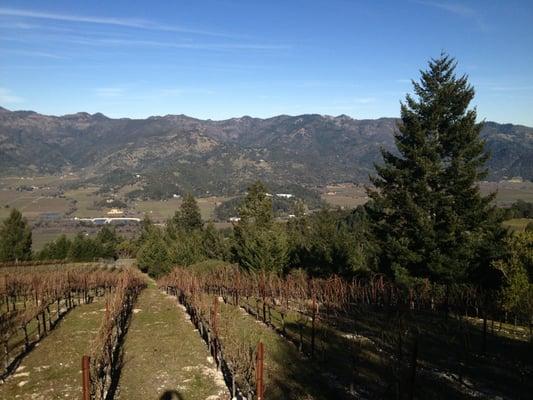 Andrew Geoffrey Vineyards