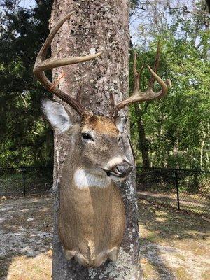 Jordan Wildlife Studio