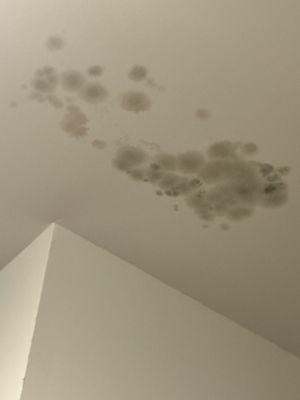 Mold growing in my closet