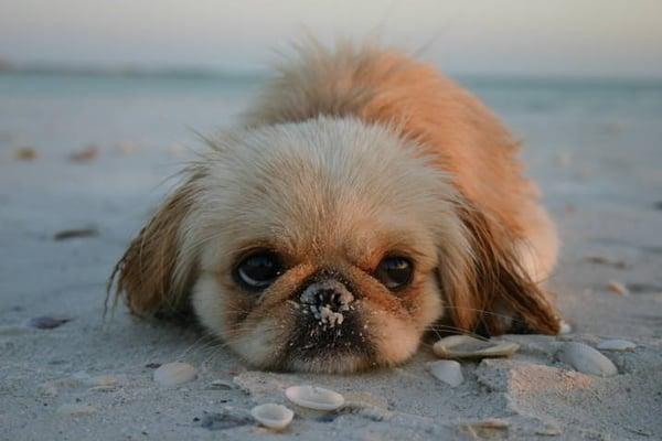 Dog Walkers 911 of California