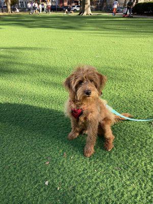 Church Square Park Dog Run