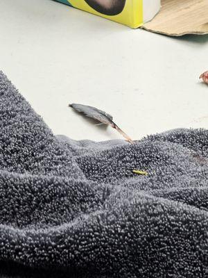 McNeil Veterinary Services