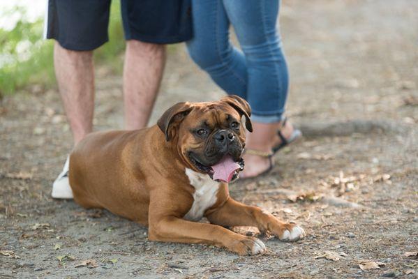 My beloved Boxer, Rocco