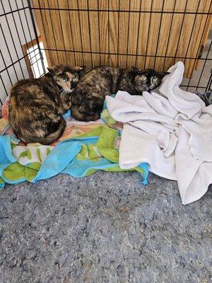 Barn cat acclimation.