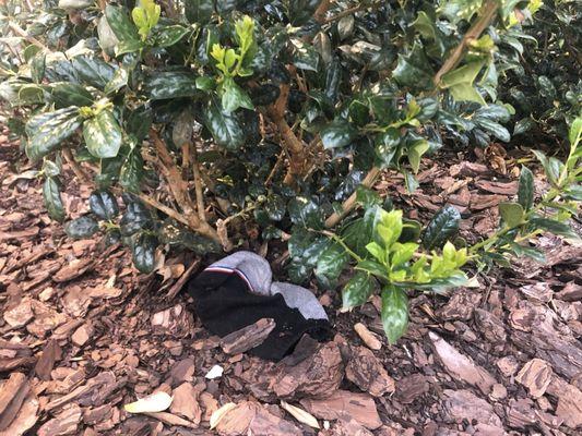 The Addison at Sunlake