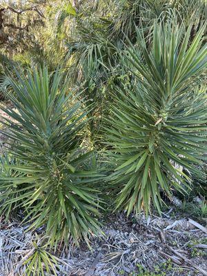 Red Bug Slough Preserve