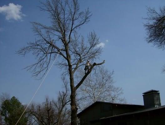 American Tree Works