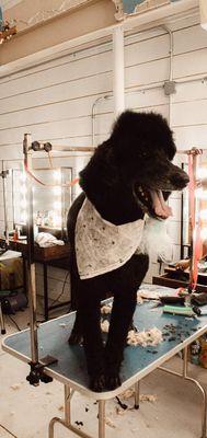 The Southern Pooch Dog Salon