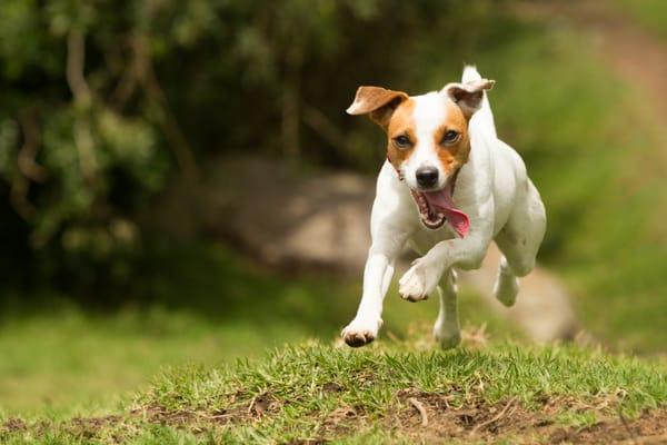Connecticut Pet Containment
