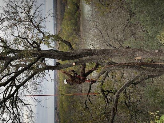 Texas Rainbow Tree Service