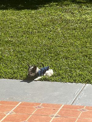 Quail Roost Animal Hospital