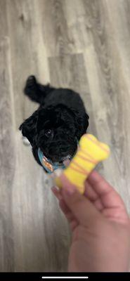 Pretty girl Paris after her fresh groom by Erika!