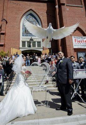 Serenity White Dove Release