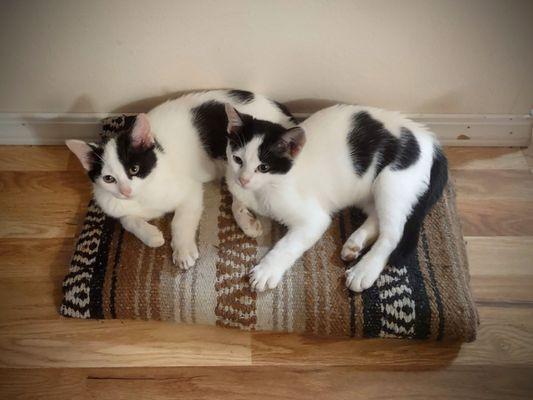 Alpine Veterinary Hospital