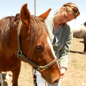 Mandala Integrative Veterinary Care