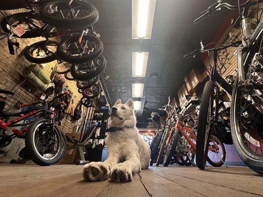 Harborside Cycle & Sport