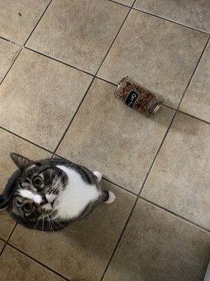 Cassie the Dog Walker