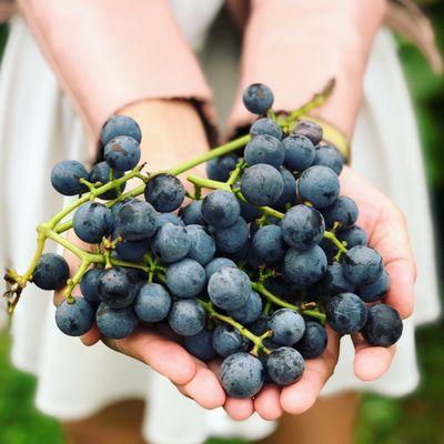 Adam S Vineyard Columbia