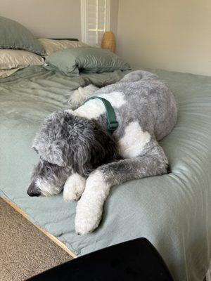 Unleashed Pet Boutique