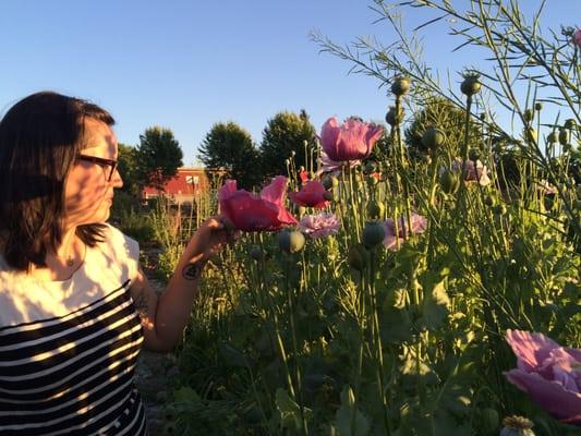 Tending to our herbal garden.