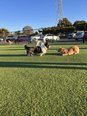 Foster City Dog Park