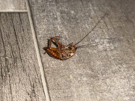 We aren't dirty so what the heck. Only here have we had bug and mice issues. And neighbor issues to think of it