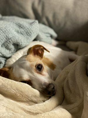 Tony's Home Services