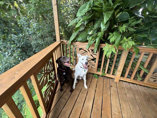 Debbie's Pet Grooming