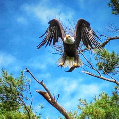 Norton Kayak Company