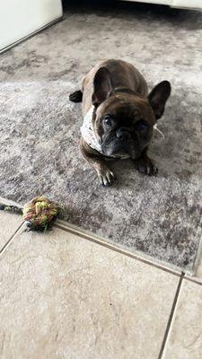 Shampoodles Pet Grooming