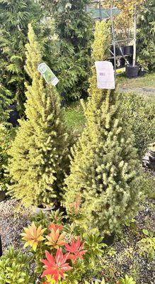 Pleasantdale Nurseries Inc.