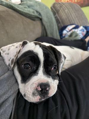 Garden State Animal Rescue Center