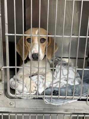 Vanguard Veterinary Clinic