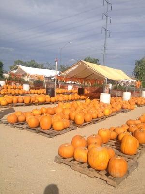 Good selection of pumpkins!