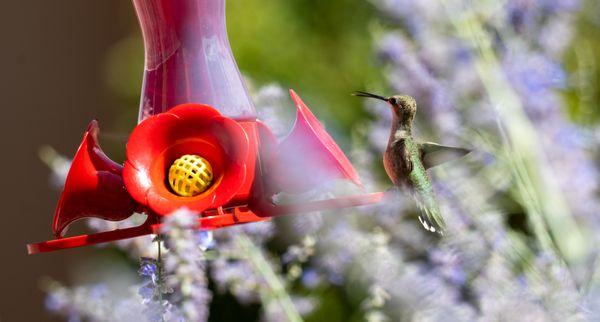 Canyon Villa Bed & Breakfast Inn of Sedona
