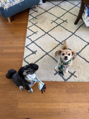 Dixie's Paws and Claws