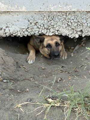 Oregon Trail Veterinary Clinic