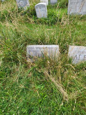 After 5 minutes digging vines and weeds by hand.