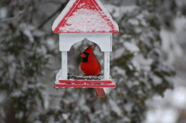 Cardinal Tax Services LLC