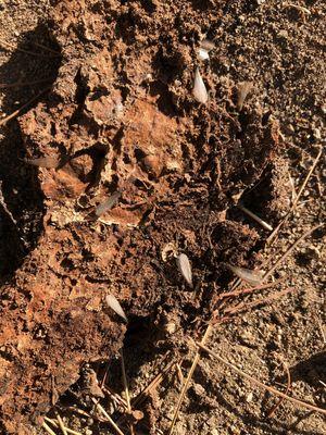 Valley Wide Pest Control