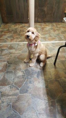 A Wise Choice Grooming Salon