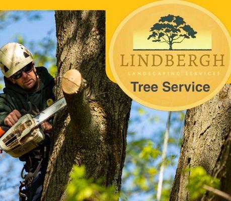 Lindbergh Tree Removal