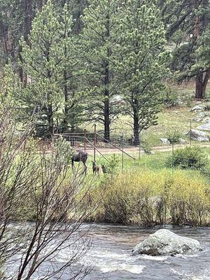5 day old moose twins, sighted on tour with Bruce Davies, Tour Estes Park
