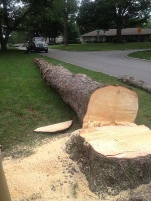 Main Street Tree Care