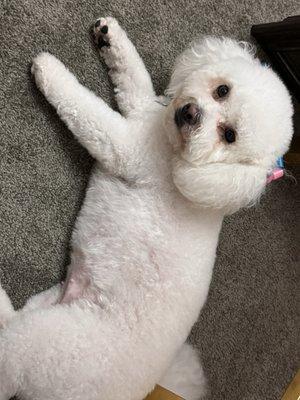 Pet Magic Groom & Board