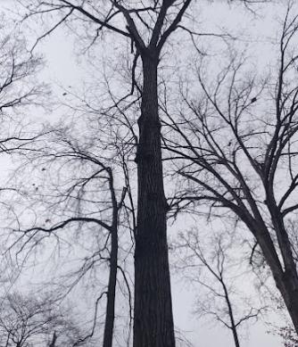Paco Tree Service